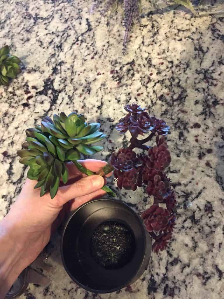 succulents for indoor wall planter