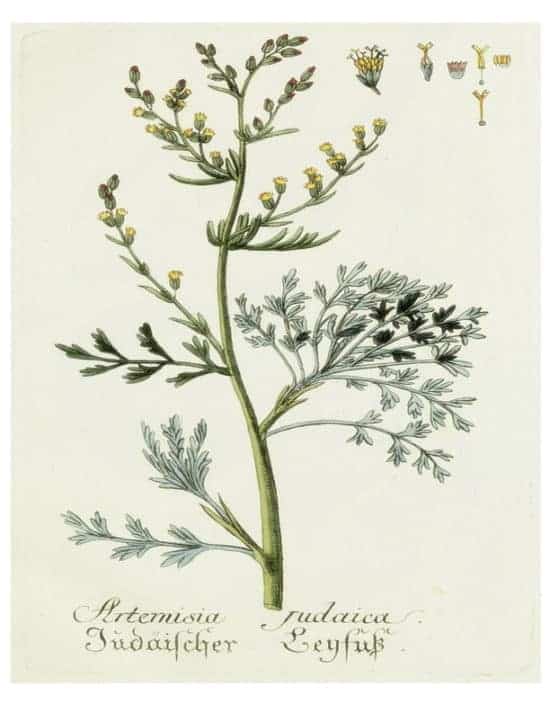 DIY Framed Botanical Prints with Free Botanical Printables