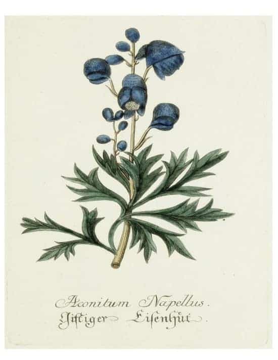 DIY Framed Botanical Prints with Free Botanical Printables