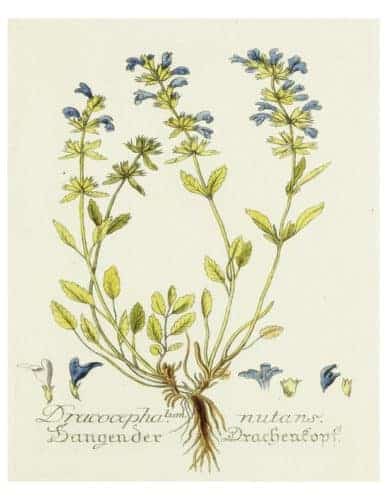 Free Blue Botanical Prints Printables