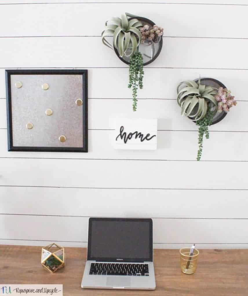 Air plant wall decor