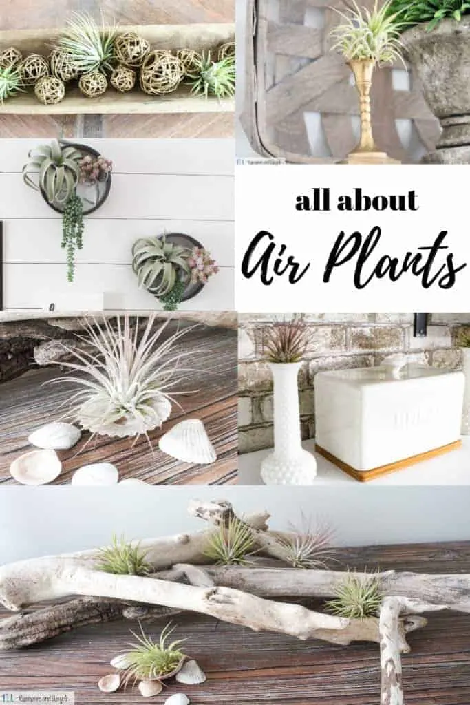 how to decorate with air plants