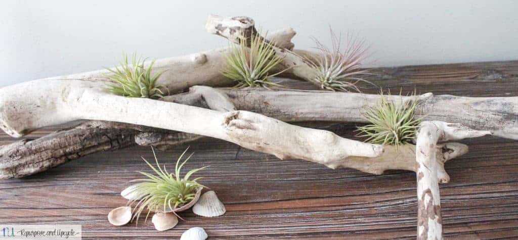 air plant decor 