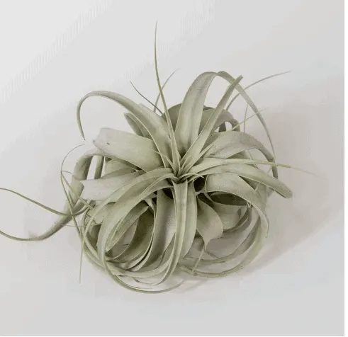 Air Plant