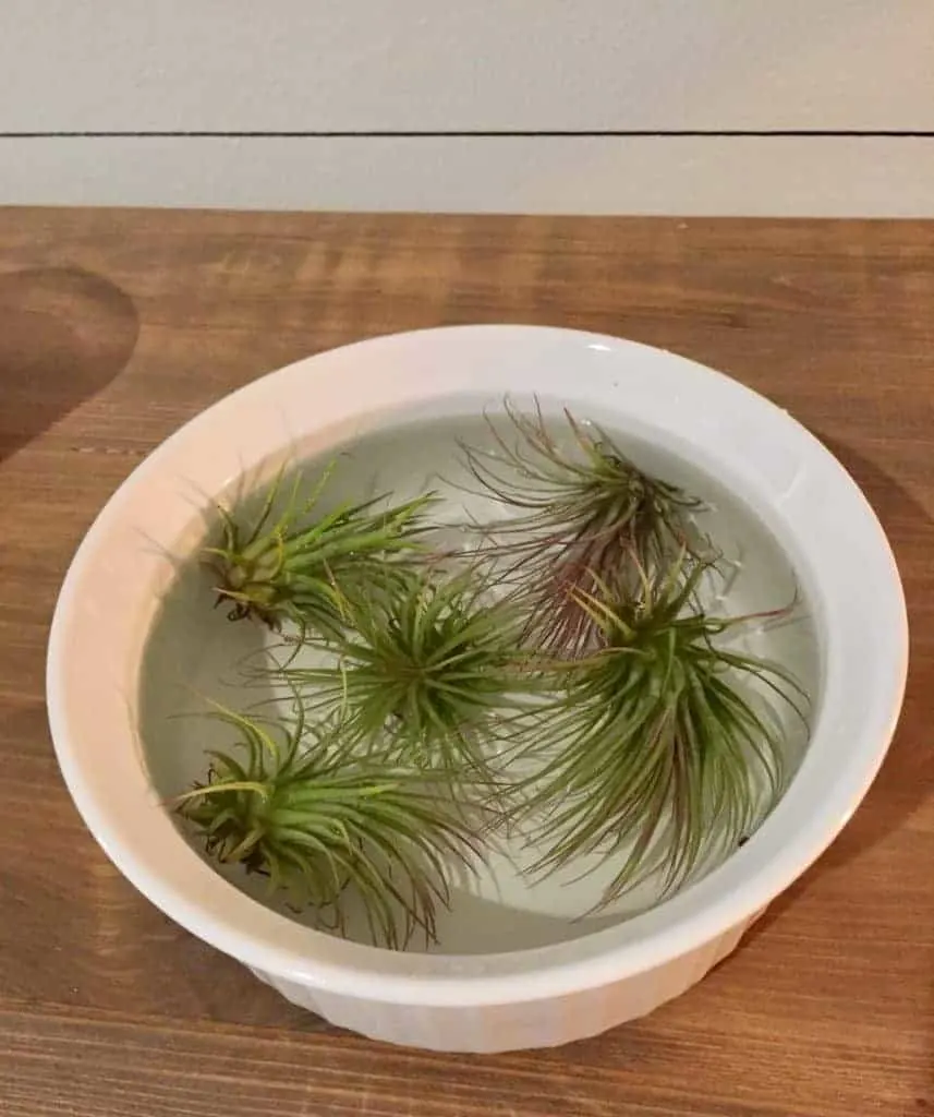 air plants- how to water