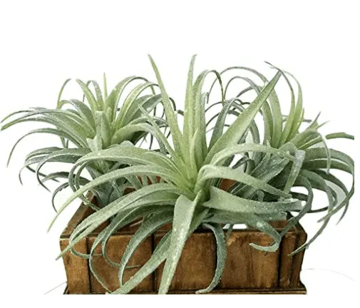 faux air plant