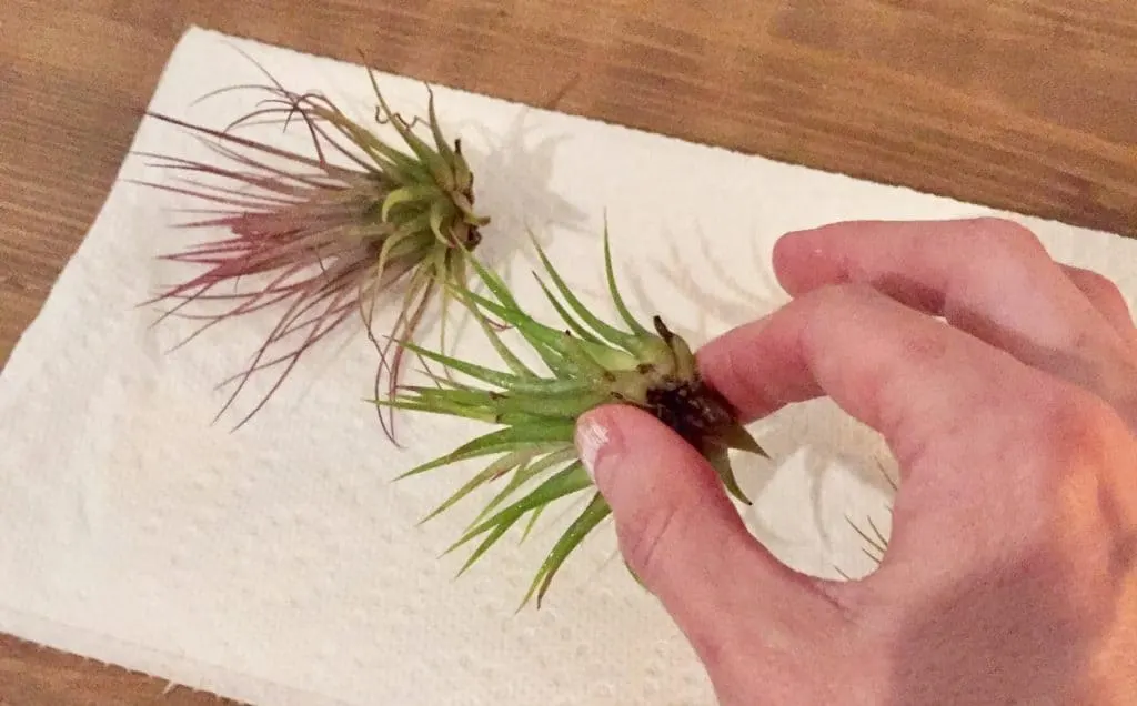 air plant care