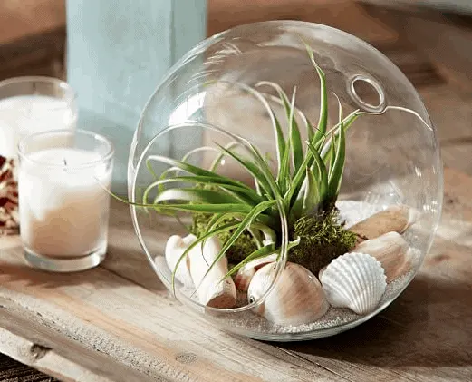 air plant terrarium