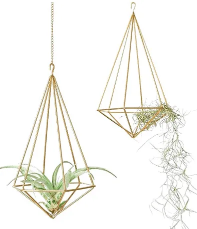 hanging air plant decor
