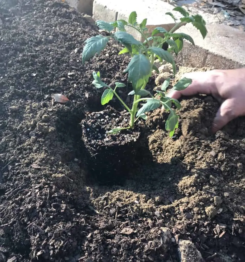 planting tomato plants in soil 