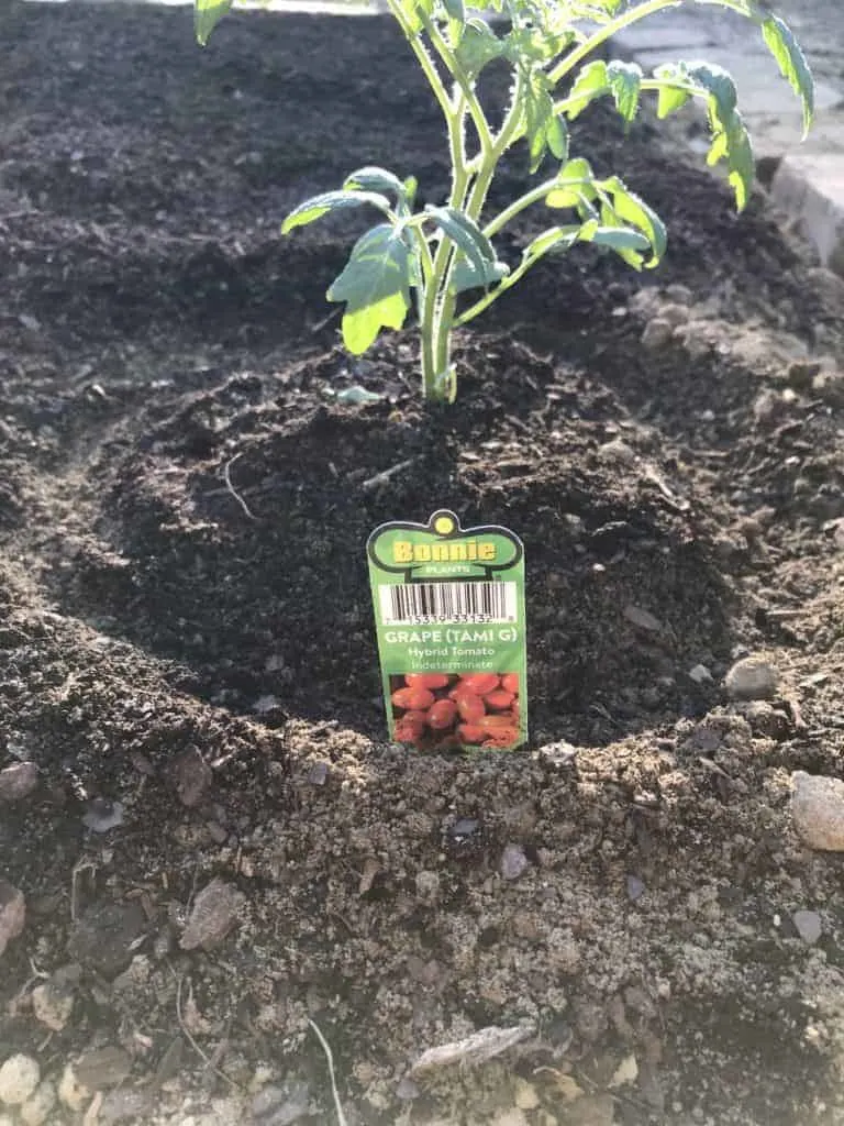 grape tomato plant in garden 